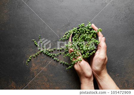 Senecio Rowleyanus or String of Pearls Plant Senecio Rowleyanus or String of Pearls Plant 105472909