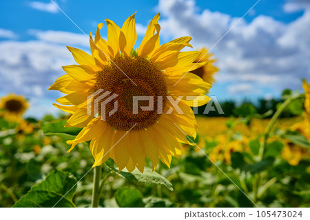 Sunflower field. Blooming sunflowers plantation in agricultural field at summer day. Bright summer landscape 105473024
