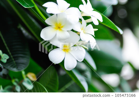 pagoda tree or frangipani or temple tree with flowers pagoda tree or frangipani or temple tree with flowers 105473166