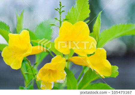 Tecoma stans, Yellow bell or Yellow elder or Yellow trumpet flower orTrumpet vine or BIGNONIACEAE Tecoma stans, Yellow bell or Yellow elder or Yellow trumpet flower orTrumpet vine or BIGNONIACEAE 105473167