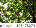 Sterculia lanceolata flowers 105473274