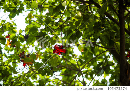 Sterculia lanceolata flowers Sterculia lanceolata flowers 105473274