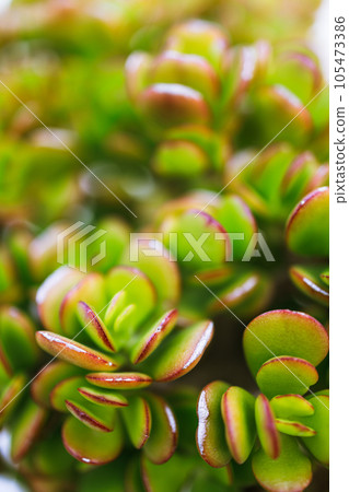 Close-up of succulent crassula ovata, jade plant, money plant, dollar plant. Close-up of succulent crassula ovata, jade plant, money plant, dollar plant. 105473386