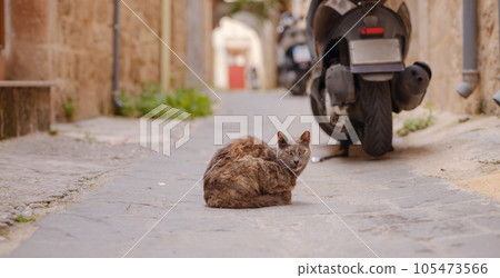cute cats of the island of Rhodes cute cats of the island of Rhodes 105473566