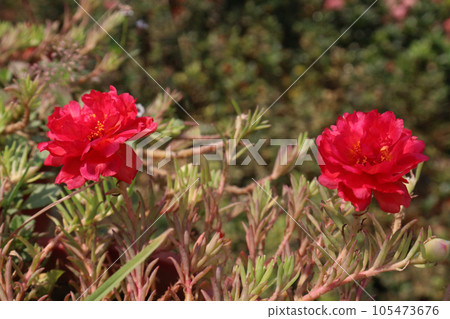 Moss-rose purslane flower on hanging pot 105473676