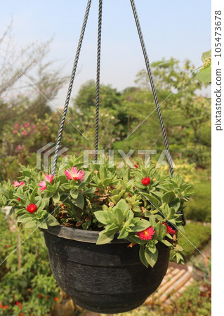 Baby sun rose flower on hanging pot Baby sun rose flower on hanging pot 105473678