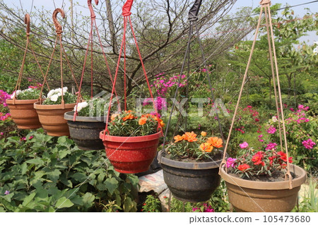Moss-rose purslane flower on hanging pot 105473680