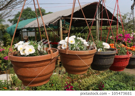 Moss-rose purslane flower on hanging pot Moss-rose purslane flower on hanging pot 105473681