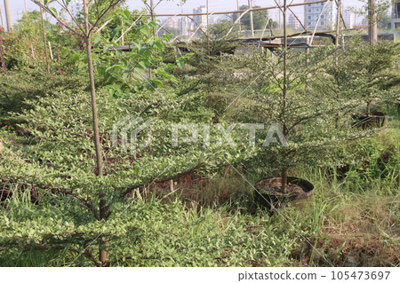 terminalia mantaly tree plant on farm terminalia mantaly tree plant on farm 105473697