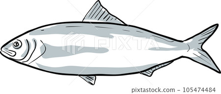 Alabama shad Fish of Florida Cartoon Drawing 105474484