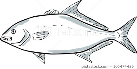 Almaco jack Fish of Florida Cartoon Drawing 105474486