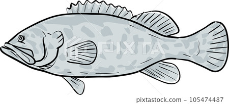 Atlantic Goliath Grouper Fish Gulf of Mexico Cartoon Drawing 105474487