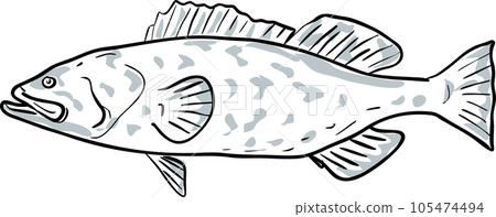 Gag Grouper Fish Gulf of Mexico Cartoon Drawing Gag Grouper Fish Gulf of Mexico Cartoon Drawing 105474494