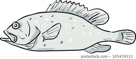 yellowedge grouper Fish Gulf of Mexico Cartoon Drawing 105474513