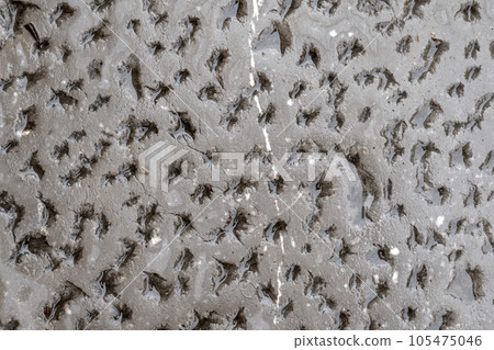 Wet cement wall background with shiny glossy perforated surface Wet cement wall background with shiny glossy perforated surface 105475046