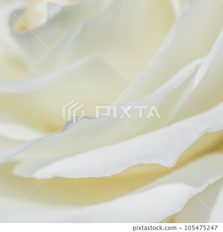 Abstract floral background, white rose flower petals. Macro flowers backdrop for holiday design. Soft focus. 105475247