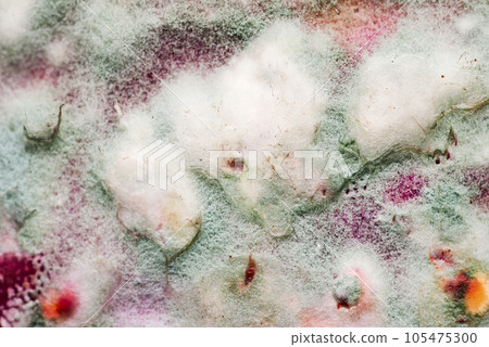 Green mold, white fluff of tender mold. Mold on food. Moldy food. Green mold, white fluff of tender mold. Mold on food. Moldy food. 105475300