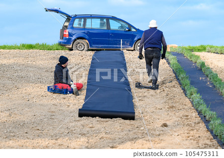 People in the field spread black agricultural fiber on the soil to prevent weeds. People in the field spread black agricultural fiber on the soil to prevent weeds. 105475311