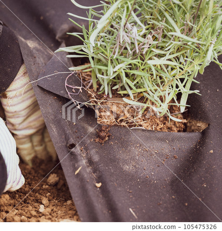 A woman plants a lavender seedling in the soil, the soil is covered with agrofiber from weeds. A woman plants a lavender seedling in the soil, the soil is covered with agrofiber from weeds. 105475326