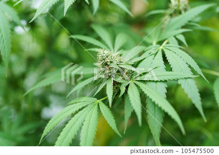 cannabis farm, organic planted flowers for medicinal purposes The leaves are boiled or cooked to add flavor. 105475500