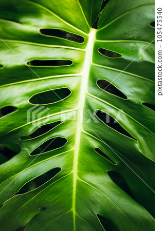 Monstera delicosa leaves textured background. Tropical nature. Monstera delicosa leaves textured background. Tropical nature. 105475540