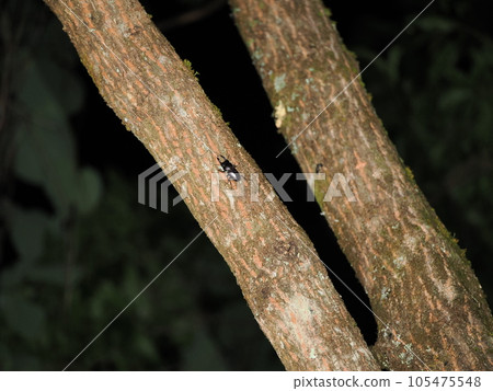 Stag beetle sucking sap 105475548