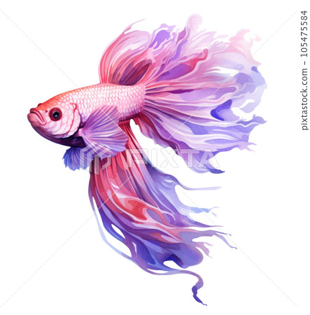 Beautiful siamese fish isolated 105475584