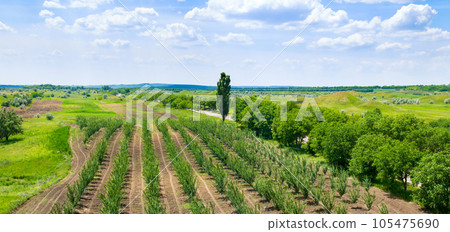 A young fruit orchard and a green meadow. Wide photo. A young fruit orchard and a green meadow. Wide photo. 105475690