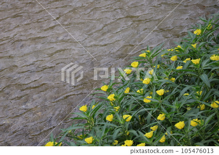 水邊黃花瓣盛開的景色 水邊黃花瓣盛開的景色 105476013