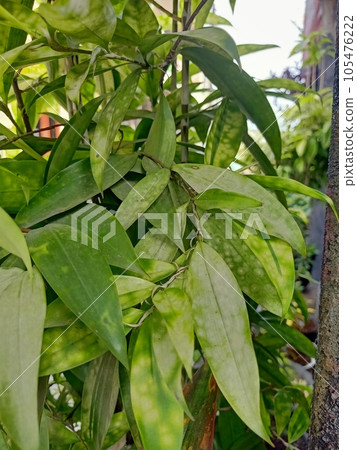 Close up of crepe ginger plant Close up of crepe ginger plant 105476222