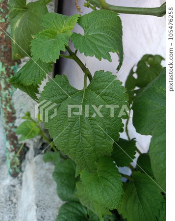 Close up of indian catmint plant Close up of indian catmint plant 105476258