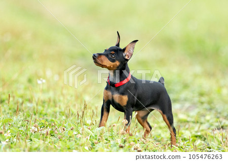 Puppy of a black and tan miniature pinscher with cropped ears stands on the lawn in summer 105476263