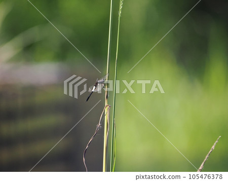 Dragonfly spawning in water Dragonfly spawning in water 105476378
