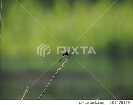 Dragonfly spawning in water Dragonfly spawning in water 105476379