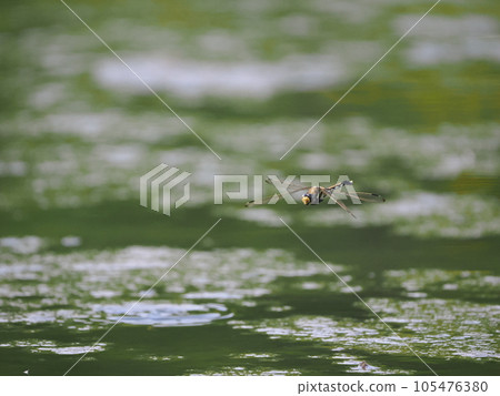 Dragonfly spawning in water Dragonfly spawning in water 105476380