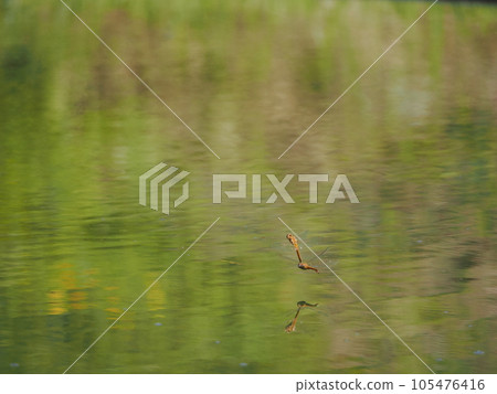 Dragonfly spawning in water Dragonfly spawning in water 105476416