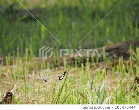 Dragonfly spawning in water Dragonfly spawning in water 105476444