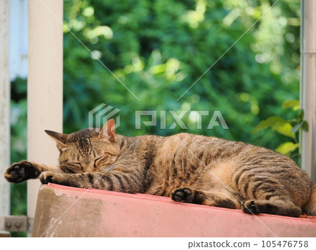 A cat to take a nap 105476758