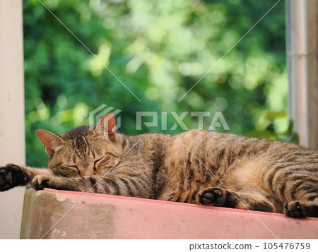 A cat to take a nap A cat to take a nap 105476759