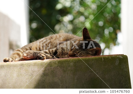 A cat to take a nap 105476760