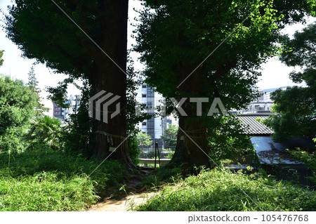 文京區目白台水神社神樹的大銀杏樹 105476768