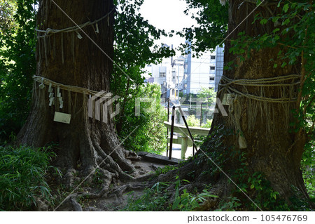 文京區目白台水神社神樹的大銀杏樹 文京區目白台水神社神樹的大銀杏樹 105476769