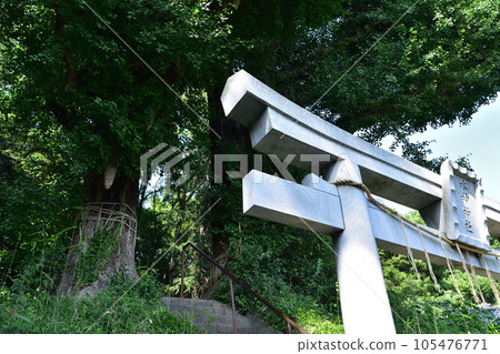 Large ginkgo tree and torii gate at Mizujinja Shrine in Mejirodai, Bunkyo Ward Large ginkgo tree and torii gate at Mizujinja Shrine in Mejirodai, Bunkyo Ward 105476771