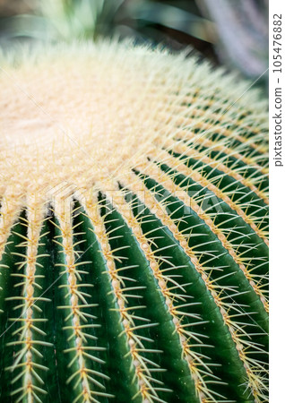 Golden Barrel giant round cactus Golden Barrel giant round cactus 105476882