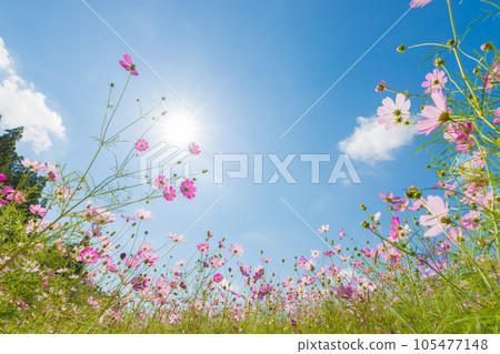 波斯菊田野和藍天(大分縣豐後大野市) 波斯菊田野和藍天(大分縣豐後大野市) 105477148