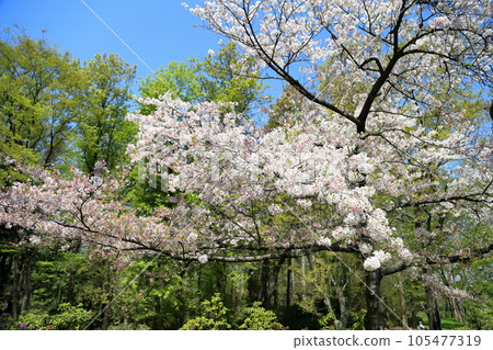 櫻花花吉野 櫻花花吉野 105477319
