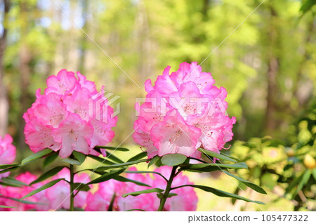 Rhododendron flower 105477322