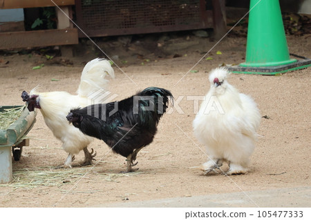 Zoo scenery with white and black feathered silky chicken Zoo scenery with white and black feathered silky chicken 105477333