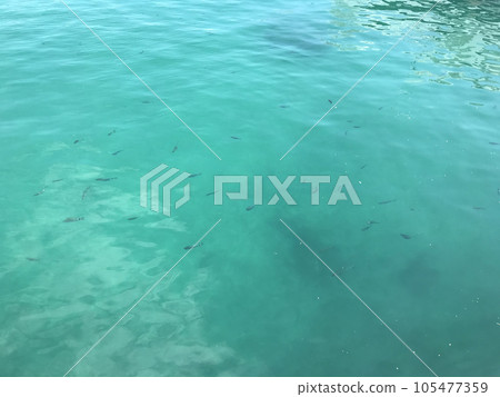 Emerald green sea and fish 105477359