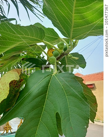 Close up of common fig plant Close up of common fig plant 105477367